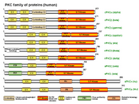 PKC family of proteins PPT Slide