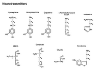 Neurotransmitters PPT Slide