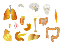 A Human organ Toolkit PPT Slide