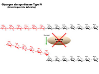 Glycogen storage disease Type IV PPT Slide