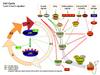 Cell Cycle - Cyclin D and E regulation PPT Slide