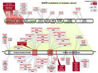 EGFR mutations in human cancer PPT Slide