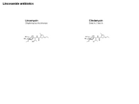 Lincosamide antibiotics PPT Slide