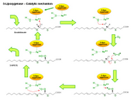 5-Lipoxygenase - catalytic mechanism PPT Slide
