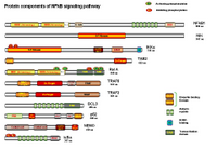 Protein components of NFkB signaling PPT Slide