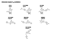 Adenosine Receptor A2a modulators PPT Slide