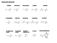 Non-protein aminoacids PPT Slide