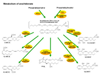 Metabolism of arachidonate PPT Slide