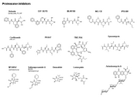 Proteasome inhibitors PPT Slide