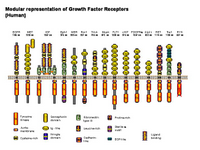 Modular representation of Growth Factor Receptors PPT Slide