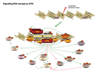Signaling DNA damage by ATM PPT Slide