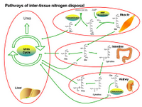 Pathways of inter-tissue nitrogen disposal PPT Slide