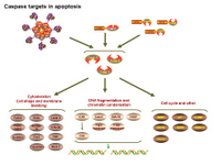 Caspase targets in apoptosis PPT Slide