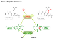 Gamma-carboxylation of prothrombin PPT Slide