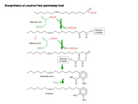 Biosynthesis of urushiol from palmitoleyl-CoA PPT Slide