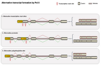 Alternative transcript formation by Pol II PPT Slide