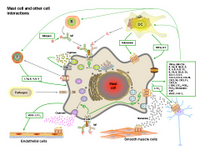Mast cell interactions PPT Slide