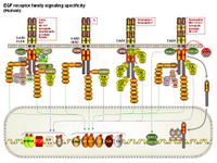 EGF receptor family signaling specificity PPT Slide