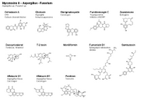 Mycotoxins II - Aspergillus and Fusarium PPT Slide