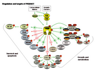 Regulation and targets of PKB PPT Slide