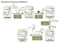 Biosynthesis of serotonin and melatonin PPT Slide