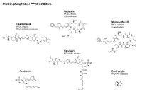 Protein phosphatase PP2A inhibitors PPT Slide