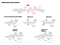Melanocortin Receptor Agonists PPT Slide