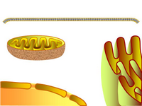 Nucleus-ER-Mitochondrion-Membrane PPT Slide
