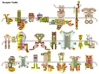 Membrane and receptors III PPT Slide