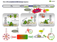 Rb acetylation in DNA damage response PPT Slide