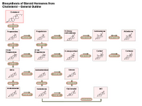 Biosynthesis of steroid hormones - General outline PPT Slide