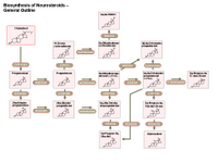 Biosynthesis of neurosteroids - General outline PPT Slide