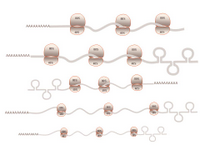 mRNA and ribosomes PPT Slide