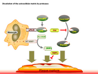 Dissolution of the extracellular matrix by proteases PPT Slide