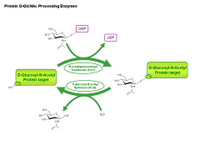 Protein o-GlcNAc processing enzymes PPT Slide