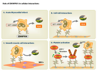 Role of EMMPRIN in cellular interactions PPT Slide