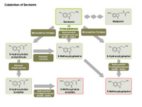 Catabolism of Serotonin PPT Slide
