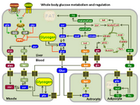 Whole body glucose metabolism and regulation PPT Slide