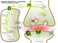 Metabolism of gamma-aminobutyrate at GABAergic synapse PPT Slide