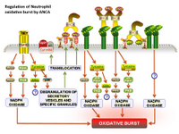 Regulation of Neutrophil oxidative burst by ANCA PPT Slide
