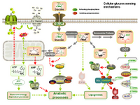 Cellular glucose sensing mechanisms PPT Slide