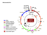 Mitochondrial DNA PPT Slide