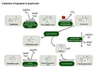 Catabolism of tryptophan in lymphocytes PPT Slide