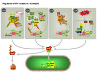 Regulation of IKK complexes - Examples PPT Slide