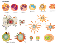 Immune cells PPT Slide