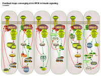 Feedback loops converging at Irs1 in insulin signaling PPT Slide