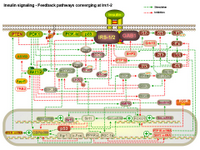 Insulin signaling - Feedback pathways converging at Irs1-2 PPT Slide