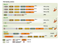 PI3K family proteins PPT Slide